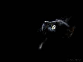 Black Cat Wallpaper - Black Wallpaper (28305457) - Fanpop