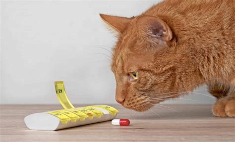 Clindamycin Dosage Chart for Cats: Risks, Side Effects, Dosage, and More