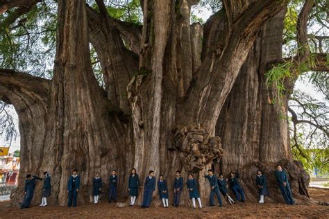 Montezuma cypress, "el Árbol del Tule", The Widest Tree in the World, Oaxaca, Mexico ...