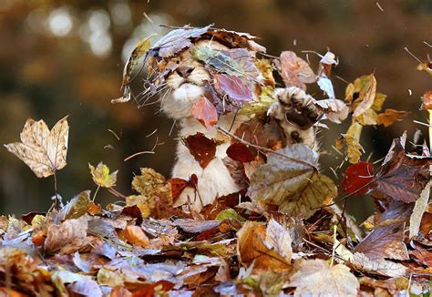 128 Animals Enjoying The Magic Of Autumn | Bored Panda