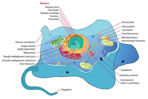 Cell Structures - Advanced ( Read ) | Biology | CK-12 Foundation