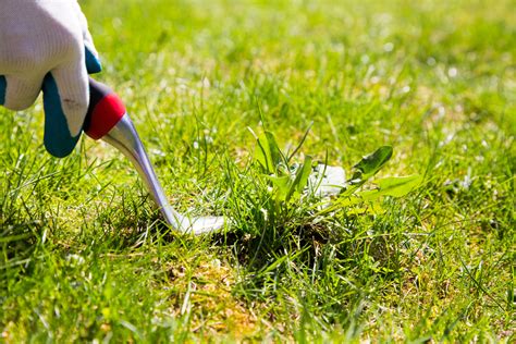 Lawn Weed Control | How to Control Weeds for a Healthy Lawn