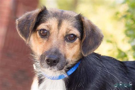 Mavis the Miniature Wire-Haired Dachshund Mix