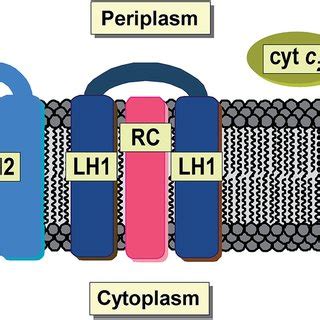 Schematic organization of the major components of bacterial ...