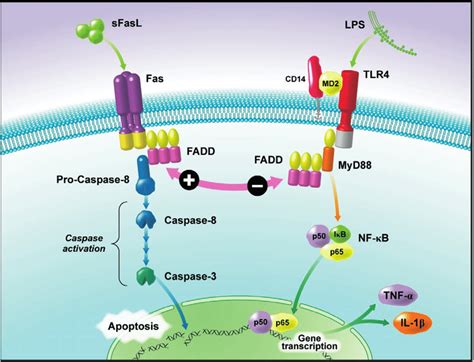 Interactions between the Fas-dependent apoptosis pathway and the TLR4 ...