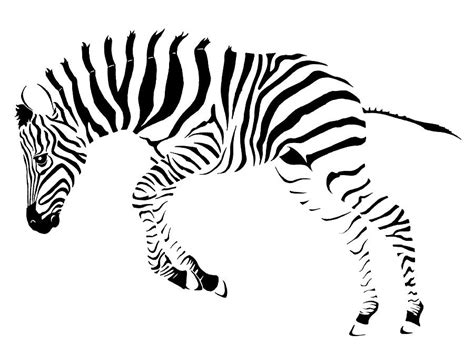 Baby zebra Drawing by Nikola Marinkovic - Fine Art America