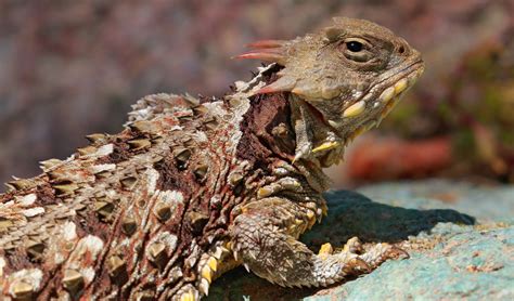 Animals - Pinnacles National Park (U.S. National Park Service)