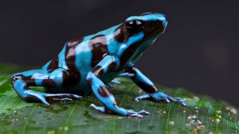 Blue Poison Dart Frog Habitat