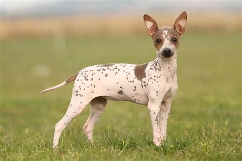 Where to Find American Hairless Terriers for Sale - Dogable