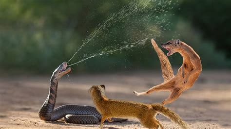 Snake King Cobra Vs Mongoose Real Fight Big Battle In The Desert | Most Amazing Attack of ...