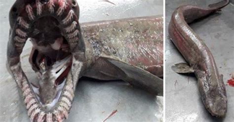 A rare shark with a snake’s head surfaced near Portugal | Rare