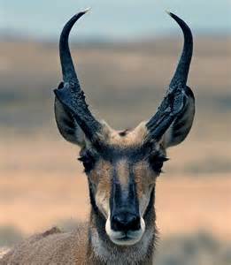 Antelope | Antelope hunting, Antelope horns, Antelope