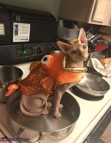 Sphynx Kitty | Cat halloween costume, Cute hairless cat, Sphynx cat