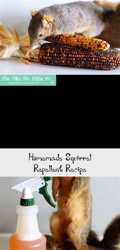 This easy to make homemade squirrel repellent spray will keep the critters away from you vegetab ...