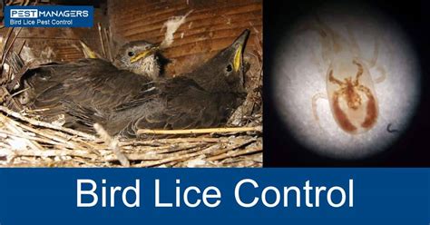 Bird Lice Control Cape Town | Eco-Friendly | Pest Managers