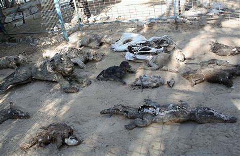 Animals Evacuated From Gaza Zoo Dubbed 'Worst In The World'