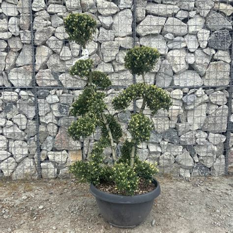 Ilex Crenata Kinme Cloud Tree G843 - Sutton Manor Nursery