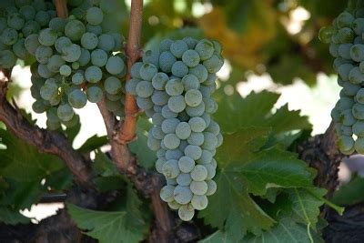 Sauvignon blanc cluster is small and dense with short peduncles