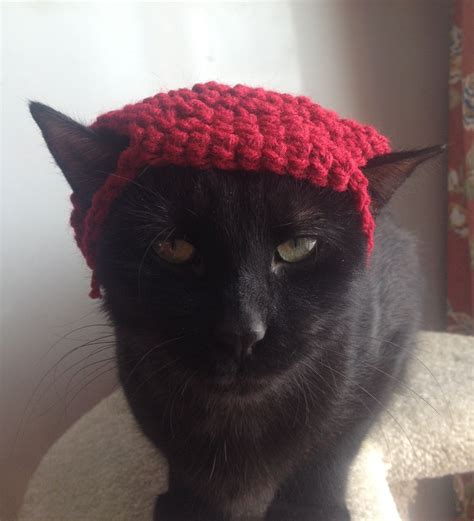 Cat beanie- it looks so done wIth everything | Cat beanie, Cute, Beanie