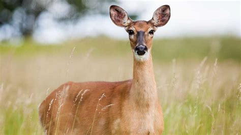 Missouri hunters harvest more than 178,000 deer during fall season