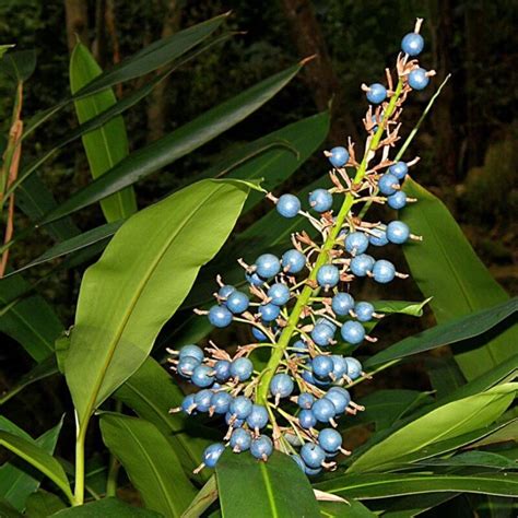 NATIVE GINGER (Alpinia caerulea) 30 seeds | eBay