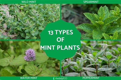 13 Different Types of Mint Plants - Names, Characteristics and Photos