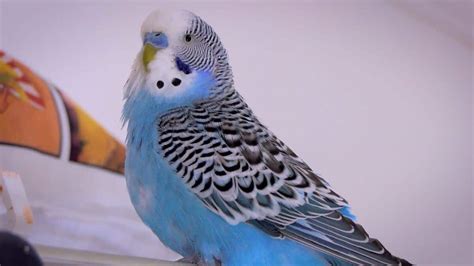 Blue Budgie | How do Budgies Become Blue?