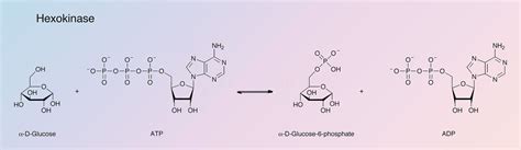 Hexokinase - Worthington Enzyme Manual | Worthington Biochemical