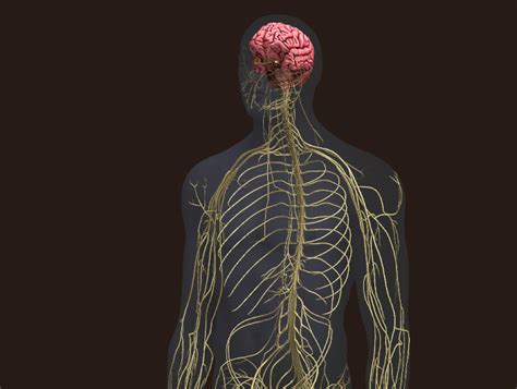 realita odpočítať nárečia body nerves map začiatočník človek vstup