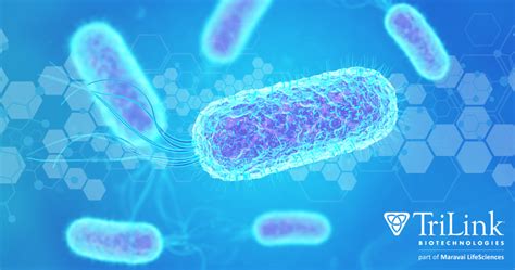 Plasmids—Part 2: Perfecting Plasmid Production for IVT mRNA ...