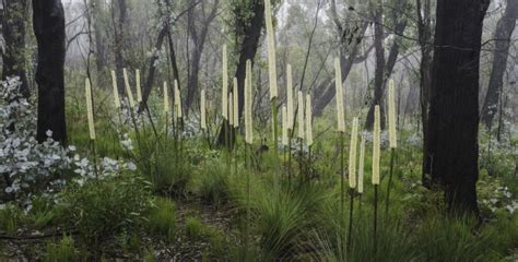 How to photograph Australia's bush (Part one) - Australian Photography