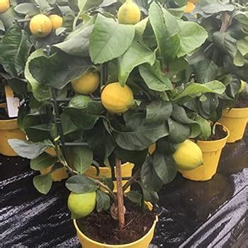 Mini Lemon Tree 25 cm - 1 tree: Amazon.co.uk: Garden & Outdoors