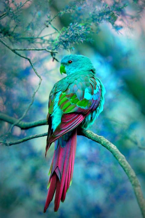 Beautiful Colorful Bird | Beautiful birds, Australian parrots, Pet birds