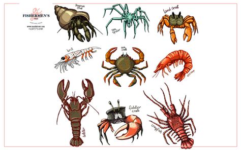 12 Different Types Of Lobster That You Need To Know | Fishermen's Net