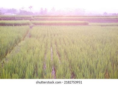 668 Sawah Sunset Images, Stock Photos & Vectors | Shutterstock