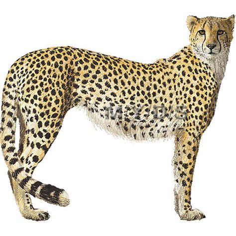 cheeta clipart 20 free Cliparts | Download images on Clipground 2024