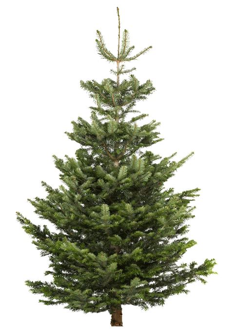 Large Nordman fir Real christmas tree | Departments | DIY at B&Q