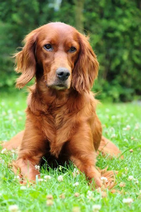 Here Are 10 Of The Longest Living Large Dog Breeds! - Officially Pets