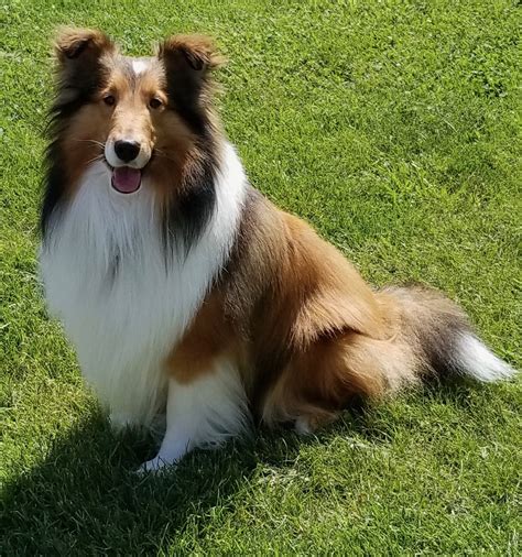 Shetland Sheepdog - Temperament, Lifespan, Shedding, Puppy