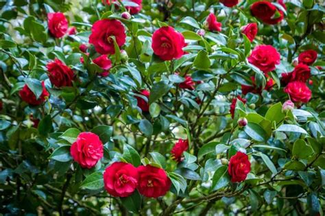 14 Amazing Evergreen Flowering Shrubs for Full Sun