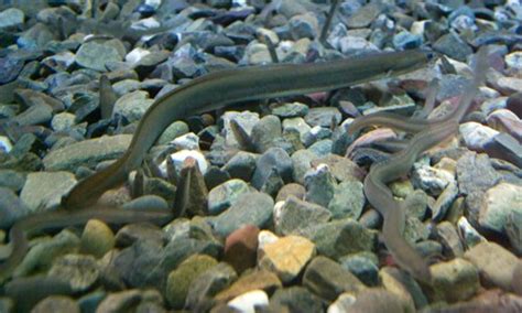 American Eel - Chesapeake Bay Program