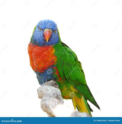 Red-collared lorikeet stock photo. Image of colour, bird - 140661930