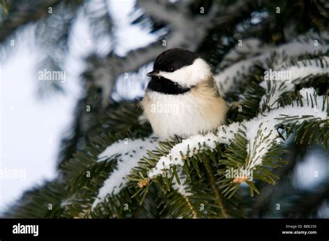 Black-capped chickadee in winter Stock Photo - Alamy