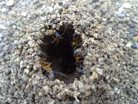 File:Sugar Ants rebuilding their nest entrance after rain.jpg ...