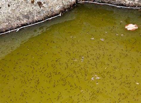 How To Kill Mosquito Larvae In Water - Ponds, Pools, Water Tanks And More.