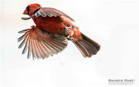 Cardinal In-flight on Behance