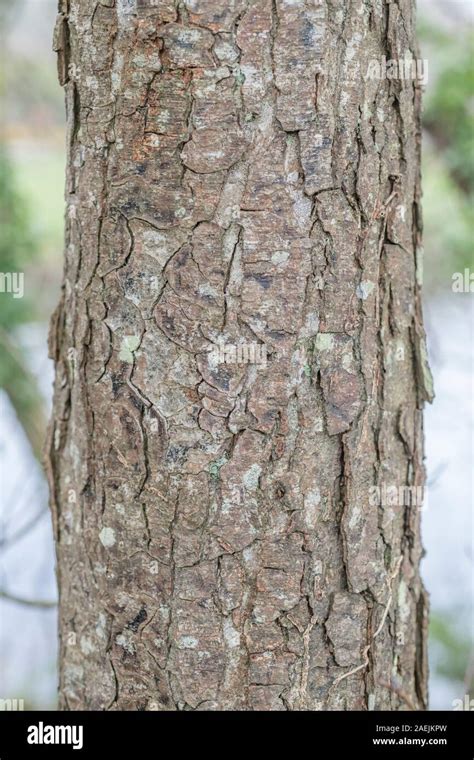 Common alder tree bark -Fotos und -Bildmaterial in hoher Auflösung – Alamy