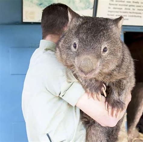 Wombats are much bigger and adorable than I thought. : aww