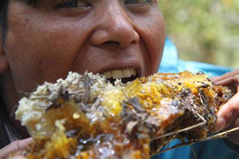 The Hallucinating wild honey of Nepal - SHERPA