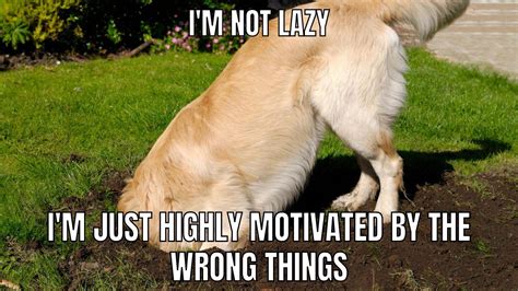 8+ Brilliant Golden Retriever Memes You Need To See